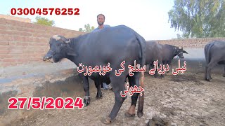 Neil Dariyai Satluj ki Jhoti For Sale Okara Animal Tv 2752024 [upl. by Idnil537]