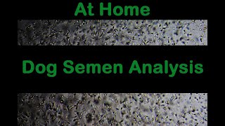 FAST Dog Semen Analysis At Home for breeders who use AI method [upl. by Nathan]