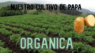 Cultivo de papa orgánica en nuestra finca cómo hacerlo y mantenerlo [upl. by Catharina]