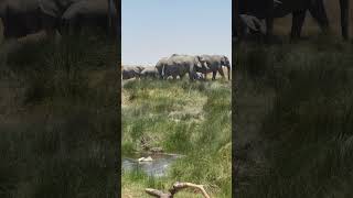 Beautiful Tanzania Serengeti National Park animals wildlife nature [upl. by Ossie]