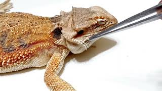 Shed Assistance From the BEST Bearded Dragons FaceNoseampEar Removal ChuckNorrizBeardedDragons [upl. by Rinaldo]