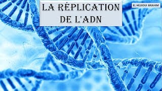 Cours de biologie moléculaire 2 LA RÉPLICATION DE LADN [upl. by Marijane]