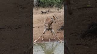 Stand to attention 🫡 Giraffe Africa Wildlife Shorts [upl. by Nerok561]