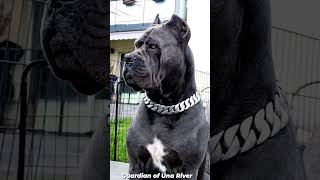 Cane Corso The Ultimate Guard Dog with Unmatched Traits and Characteristics [upl. by Aedrahs]