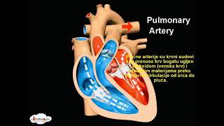 Cirkulatorni sistem čovekaSrceArterijeVeneKapilarKrvSVETBIOLOGIJE [upl. by Magda]