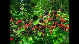 How to Grow Raspberries Blueberries and Blackberries in Containers [upl. by Aisatan]