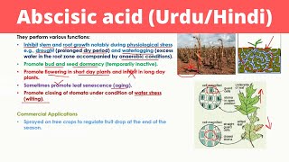 Abscisic Acid in Urdu  Phytohormones [upl. by Noterb]