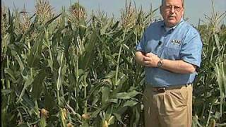 Tips for Growing Corn [upl. by Sivi]