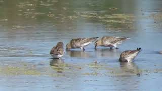 240914 RSPB Saltholme [upl. by Zeta]