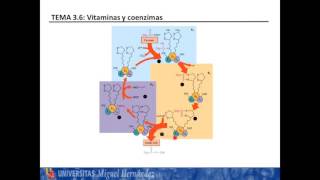 Lec366 Ácido lipoico umh1025 201516 [upl. by Huda]