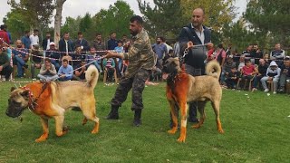 KINALI KÖPEKLER KONYA YARIŞMASI [upl. by Retsevel]