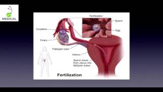 Human Reproduction 24  Menstruation Capacitation Fertiisation Sex Determination [upl. by Endor]