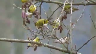 Carduelis spinus Eurasian siskin  čížek lesní [upl. by Ardnnaed]