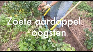 Inis Moestuin 166 Begin november zoete aardappel oogsten uitjes uitplanten paprika oppotten [upl. by Suriaj]