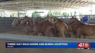 Perry hosts wild horse and burro adoption event [upl. by Allevon]