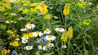 RHS Chelsea Flower Show 2024 Ten standout plants chelseaflowershow gardenideas rhsgarden viral [upl. by Pfosi]