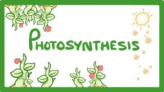 Photosynthesis UPDATED [upl. by Rubenstein]