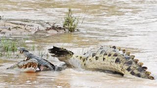 Crocodiles Fight For Their Life [upl. by Keene206]