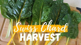 Swiss Chard in Containers  Harvest amp Swiss Chard Recipe [upl. by Nylkcaj]