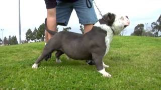 AMERICAN BULLY  GOLDEN LEGEND [upl. by Anna-Maria951]