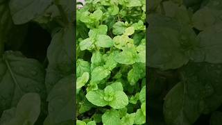 beautiful mint short video [upl. by Celesta]