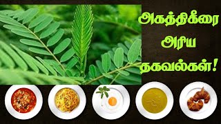 💥அகத்திகீரை அரிய தகவல்கள்  benefits  tamil  spinach [upl. by Waiter785]