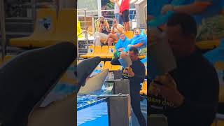 Dolphin 🐬 beautiful video dolphinsdance dolphinlove viralvideo trendingvideo dolphinfish viral [upl. by Sean620]