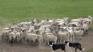 Sheepdog demo in Scotland Puppies at the end [upl. by Bej]