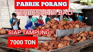 Pabrik porang terbesar dibaliSiap tampung 7000 Ton [upl. by Dnalrah]