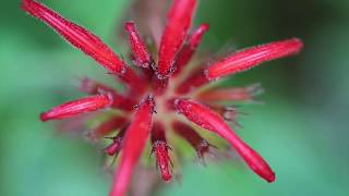 Monarda didyma punctatum fistulosa [upl. by Nosylla]