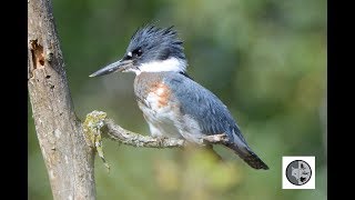 Belted Kingfisher [upl. by Lash]