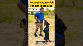 Rottweile puppy Full obedience Training session 209 shorts [upl. by Najram]