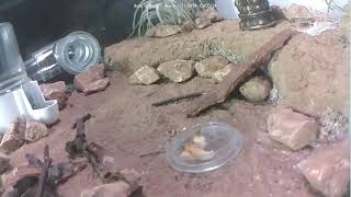 🐜 Arena Day 1443 1 Messor Barbarus Ant Farm Video Diary [upl. by Novar491]