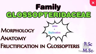 Family Glossopteridaceae Fructification in Glossopteris Notes on Glosspteris mscbotany [upl. by Justis]