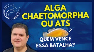 ALGA CHAETOMORPHA OU ATS QUEM VENCE ESSA BATALHA [upl. by Eanat]