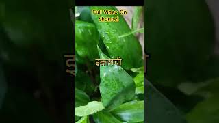 Medicinal Plants Part 1🌿garden plants flowers vegetables guldaudi youtubeshorts [upl. by Cordie437]