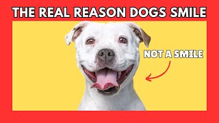 The Real Reason Dogs quotSmilequot [upl. by Malliw]