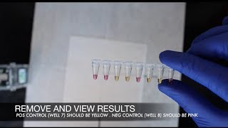 youPCR Gender Detection Protocol [upl. by Sonaj416]