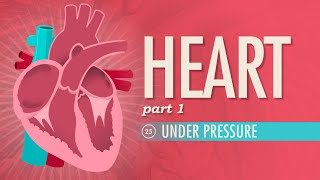 THE CARDIAC CYCLE  Phases Pressure Changes ECGEKG [upl. by Echo]