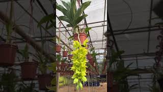 Anggrek Catasetum dupliciscutulaplants garden green orchids [upl. by Akire]