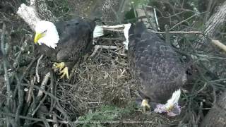 DC Eagle Cam  1917 A Fish Dinner amp Nestorations [upl. by Ttirrem]