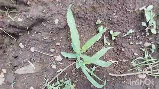 A NEXT DAY OF WEDDING MY MAIZE GARDEN PLANTATION [upl. by Charity541]