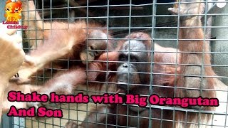 Shake hands with Big Orangutan and Son PATA Zoo [upl. by Madelin856]