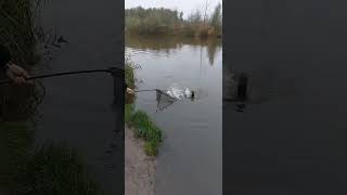 Piękny ponad 25 kg fishing carpfishing lake fish fishinglife angling fisherman [upl. by Ennirak]