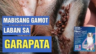 MABISANG GAMOT PANTAGGAL NG GARAPATA  Tick and flea treatment  NexGard Spectra 1530kg [upl. by Haroppizt]