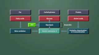 Metabolism Module 2  Aerobic vs Anaerobic Metabolism [upl. by Rabin]