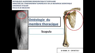 1ére année médecine  anatomie de la scapula et lhumérus [upl. by Ilac]