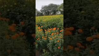 Flower status song flower Hindi song video full screen status whats app status shorts status [upl. by Truitt628]