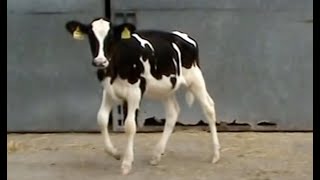 2022 Royal Winter Fair  Holstein Championship Part 2 Champion Sterndale Colt Rae [upl. by Assadah]