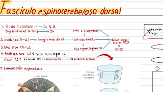 VÍAS ASCENDENTES FASÍCULO ESPINOCEREBELOSO DORSAL PROPIOCEPCIÓN INCONSCIENTE AFIFI MÉDULA ESPINAL [upl. by Ahseile]